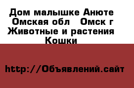 Дом малышке Анюте - Омская обл., Омск г. Животные и растения » Кошки   